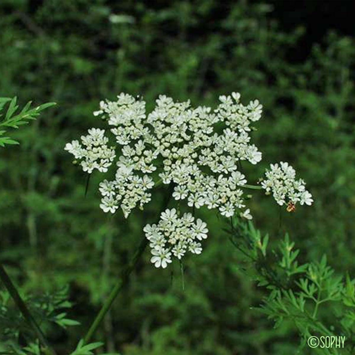 Ciguë des jardins - Aethusa cynapium subsp. cynapium