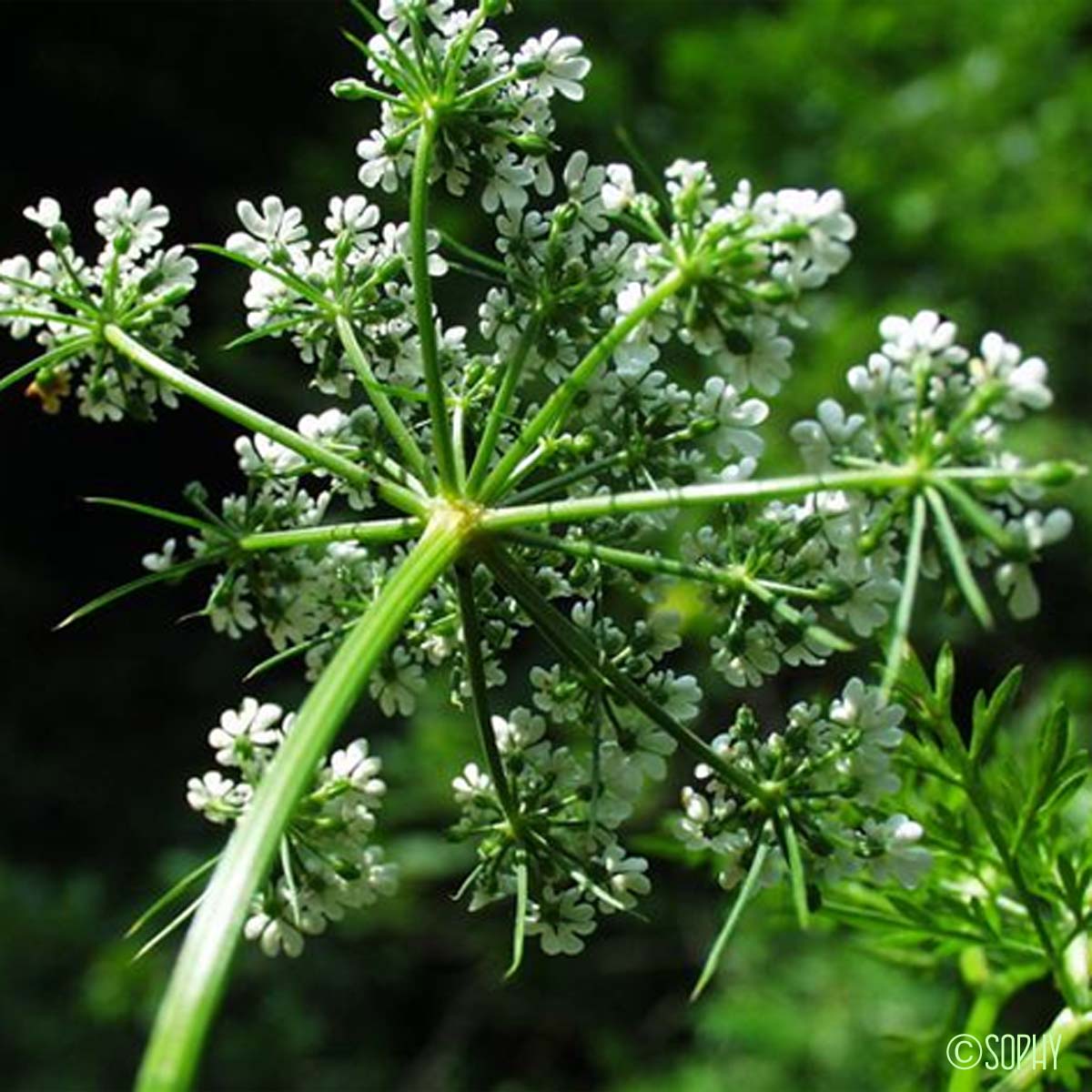 Ciguë des jardins - Aethusa cynapium subsp. cynapium