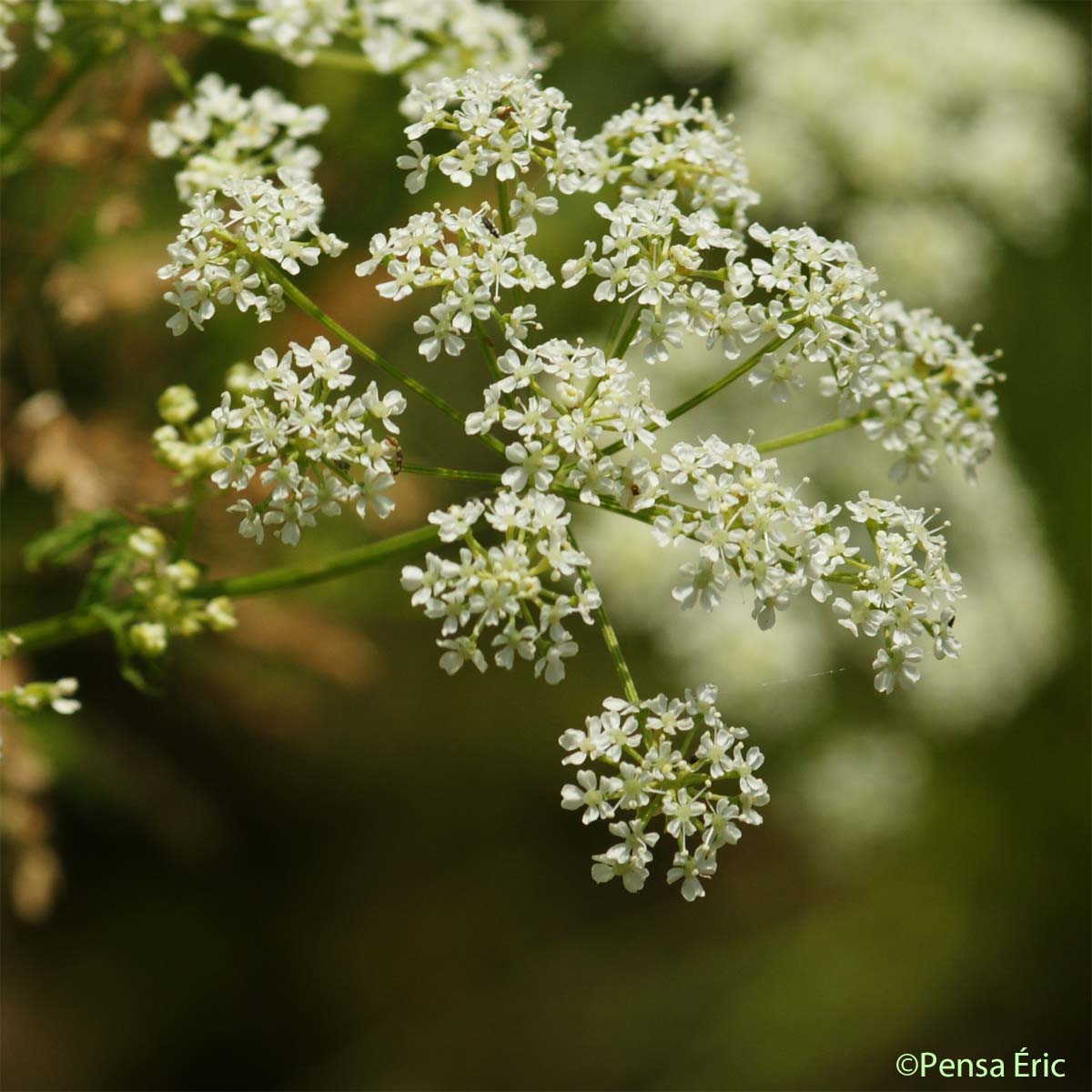 Ciguë tachetée - Conium maculatum var. viride