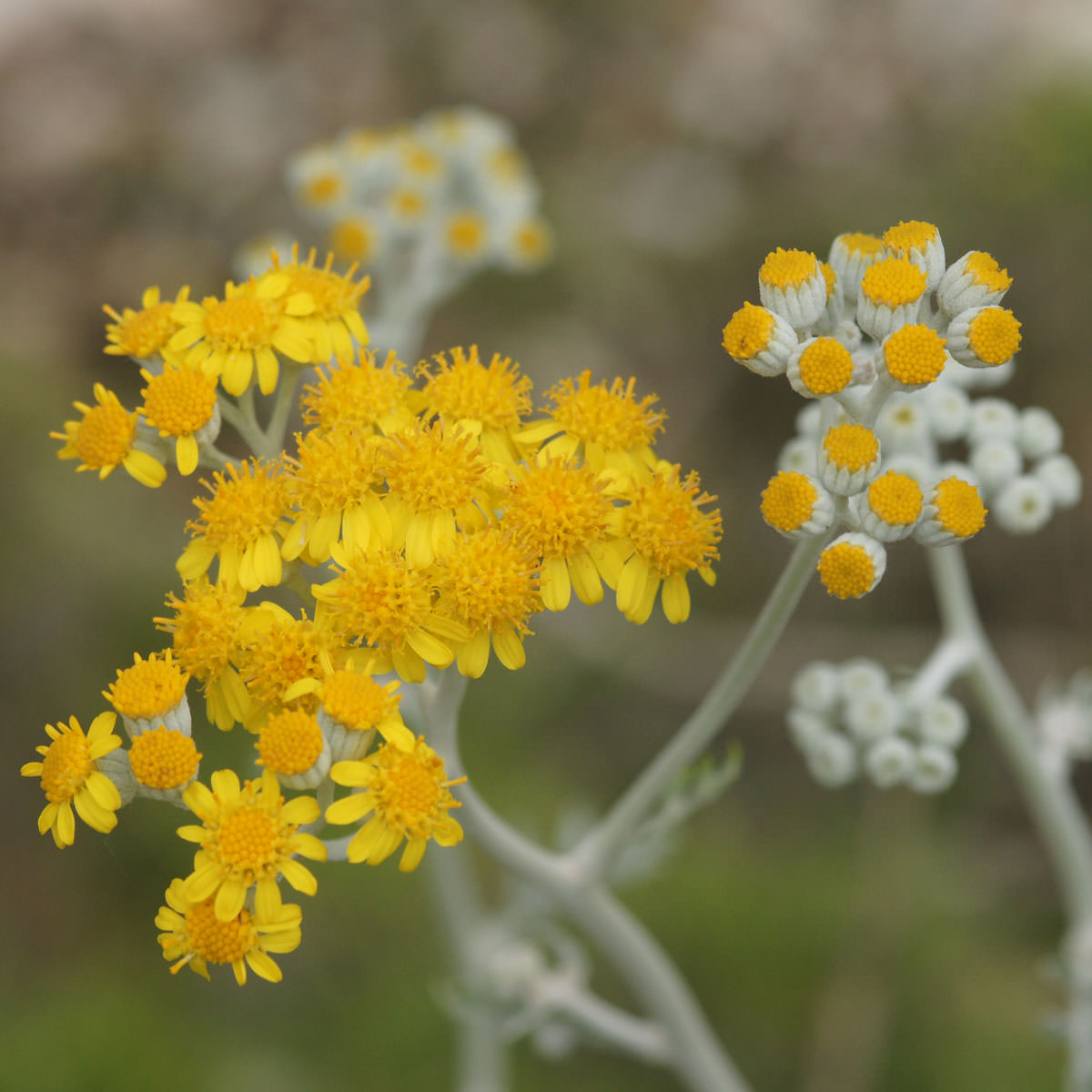 Cinéraire - Jacobaea maritima subsp. maritima