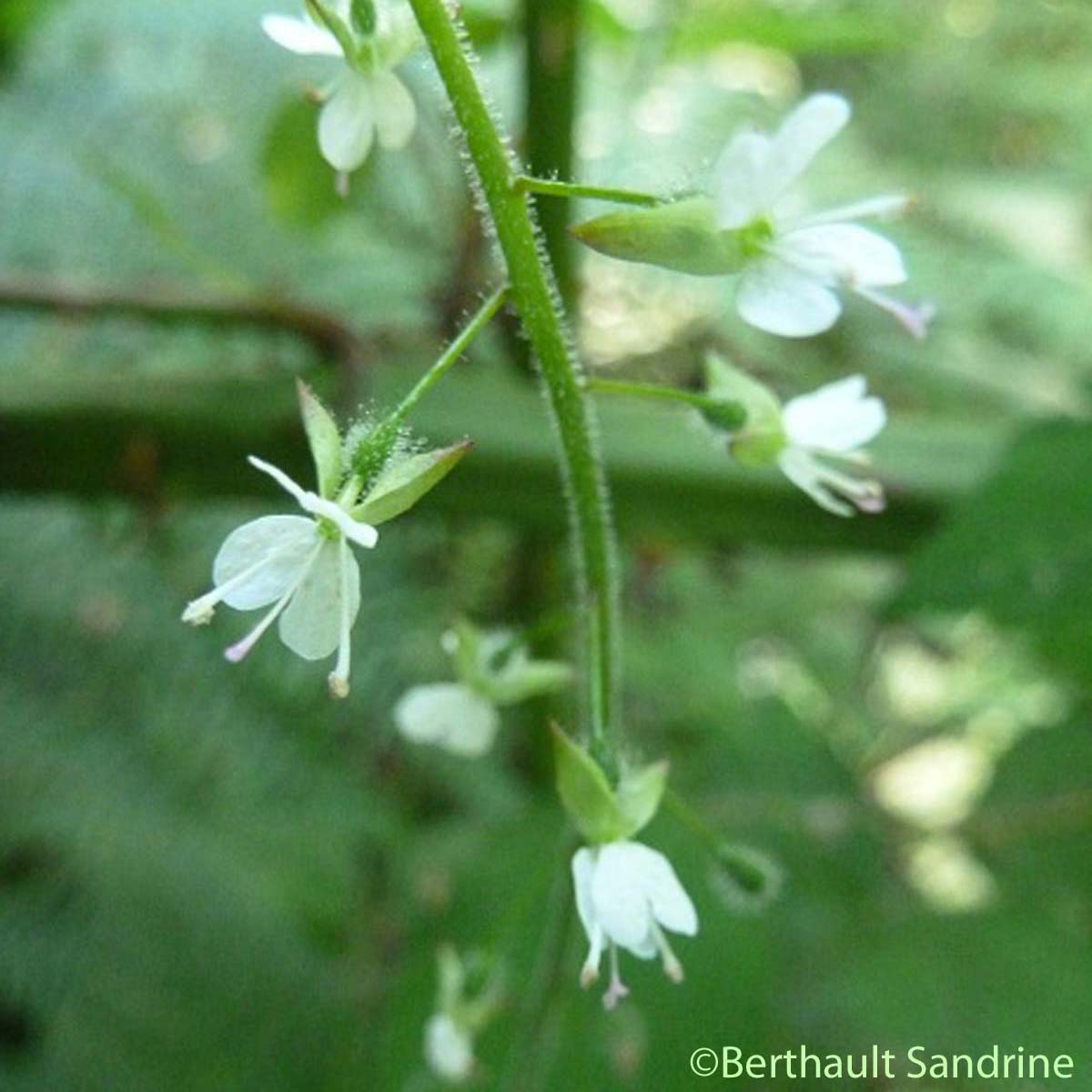 Circée de Paris - Circaea lutetiana