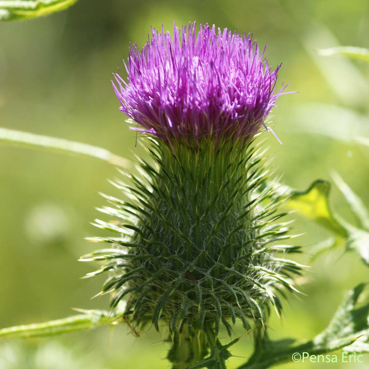 Cirse à feuilles lancéolées - Cirsium vulgare subsp. vulgare