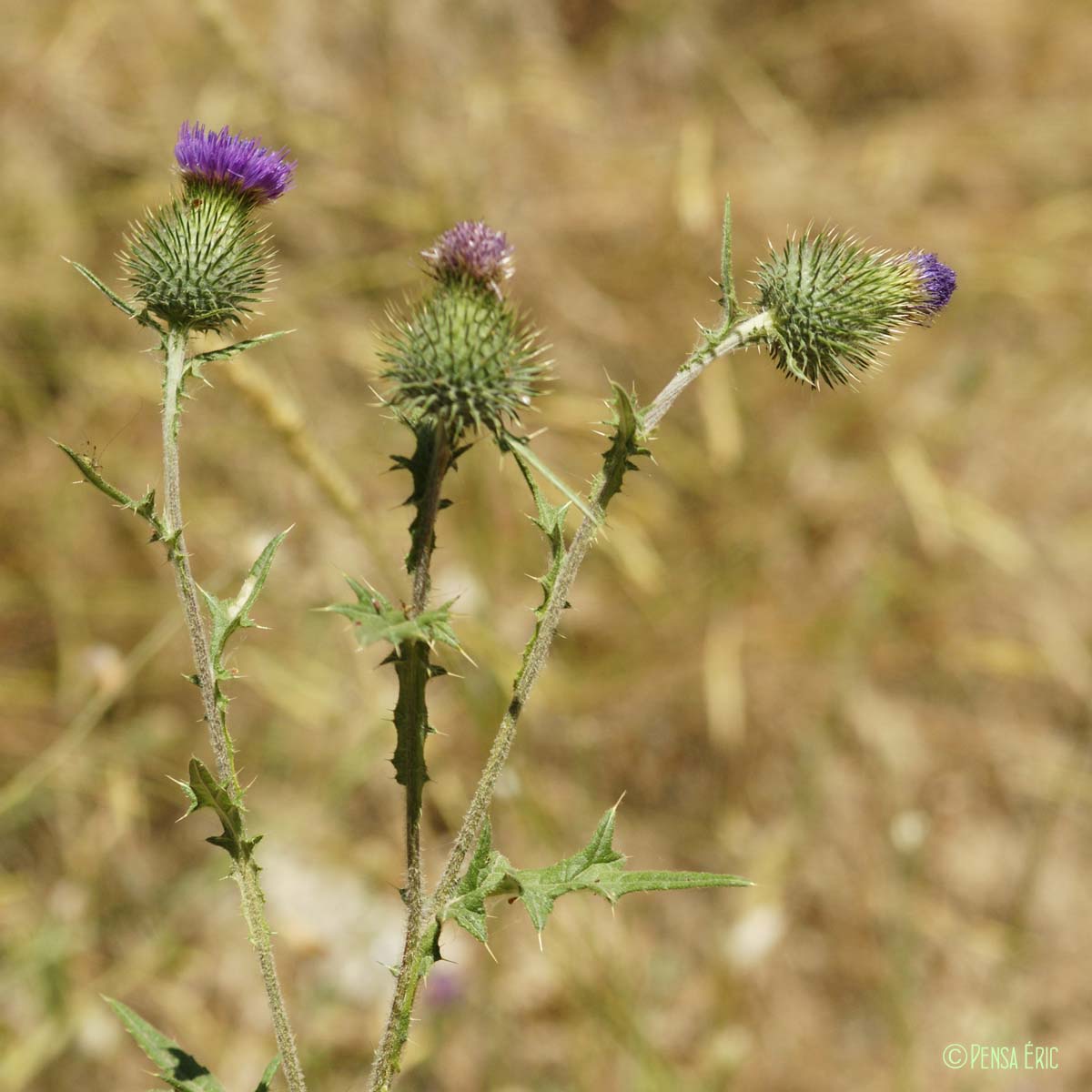 Cirse à feuilles lancéolées - Cirsium vulgare subsp. vulgare