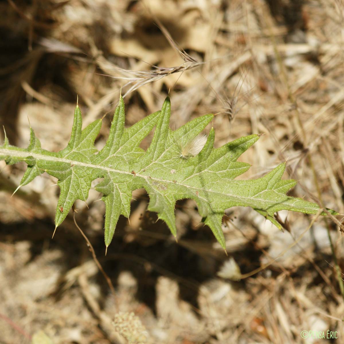 Cirse à feuilles lancéolées - Cirsium vulgare subsp. vulgare