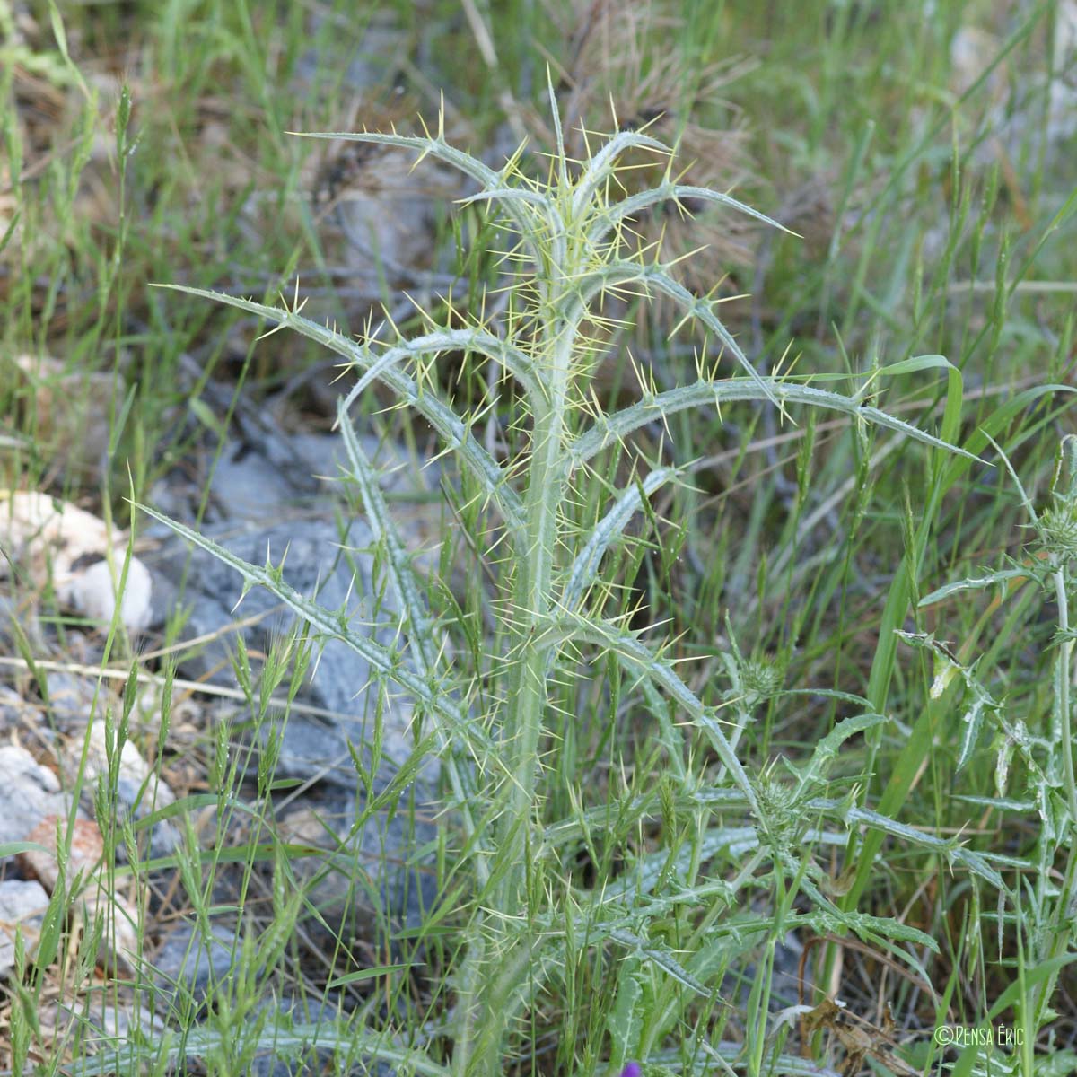 Cirse acarna - Picnomon acarna