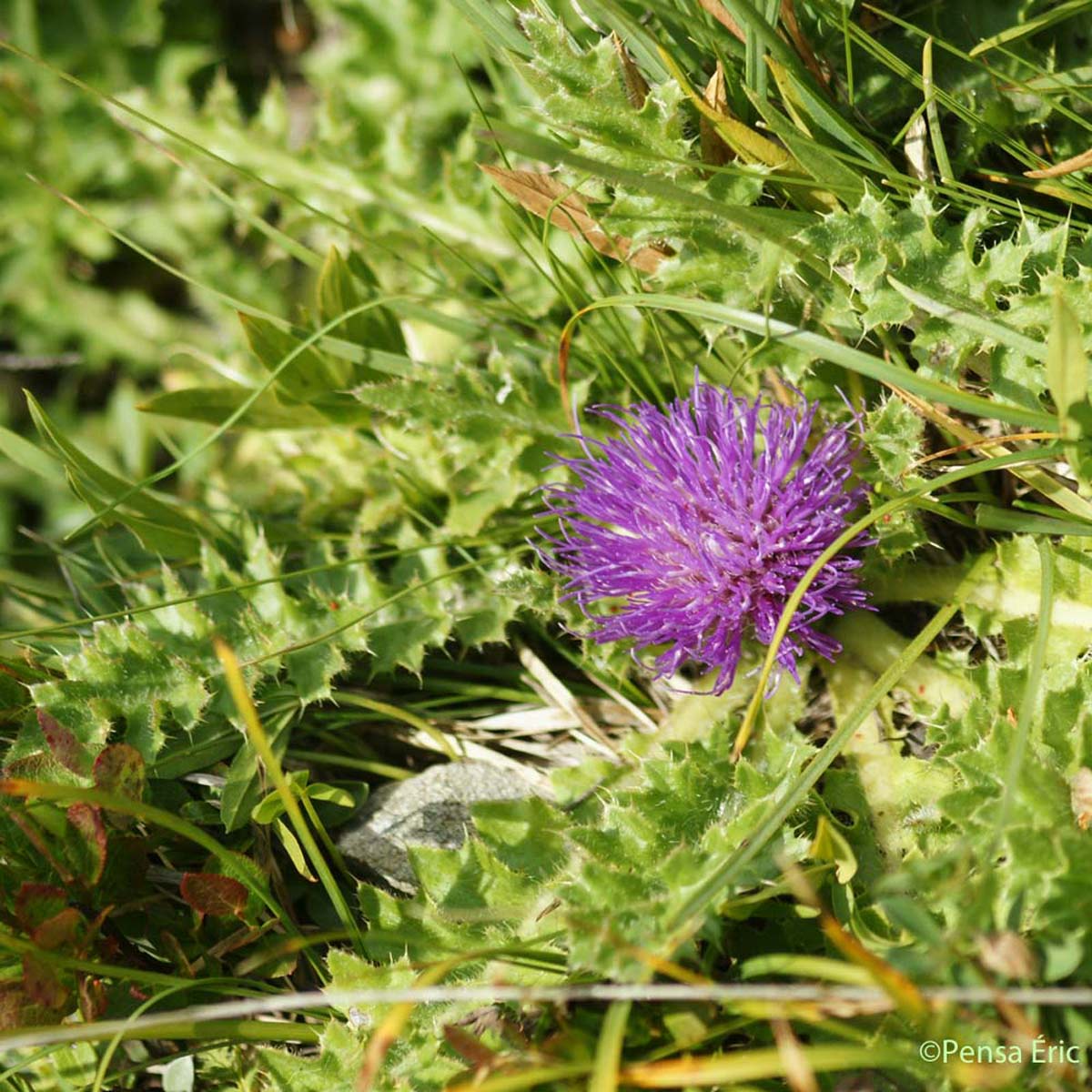 Cirse acaule - Cirsium acaulon