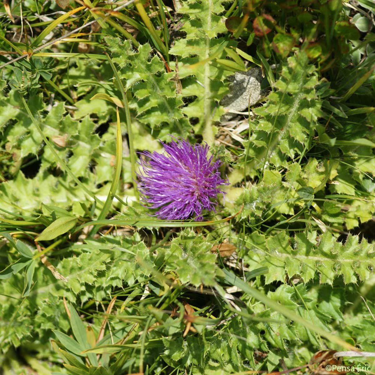 Cirse acaule - Cirsium acaulon