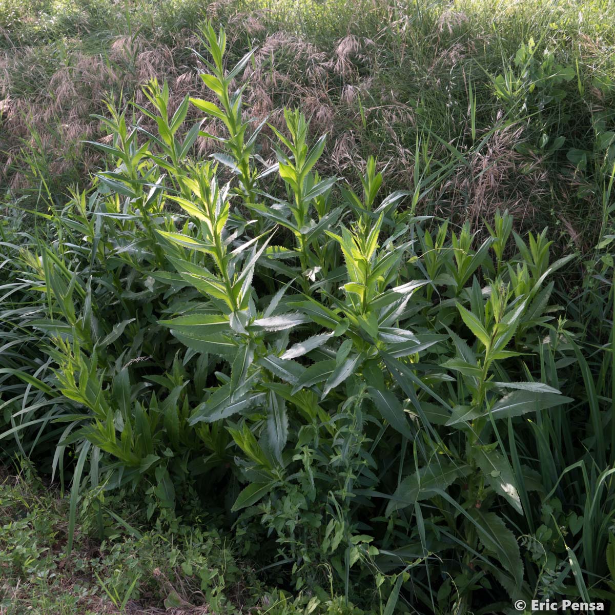 Cirse de Montpellier - Cirsium monspessulanum