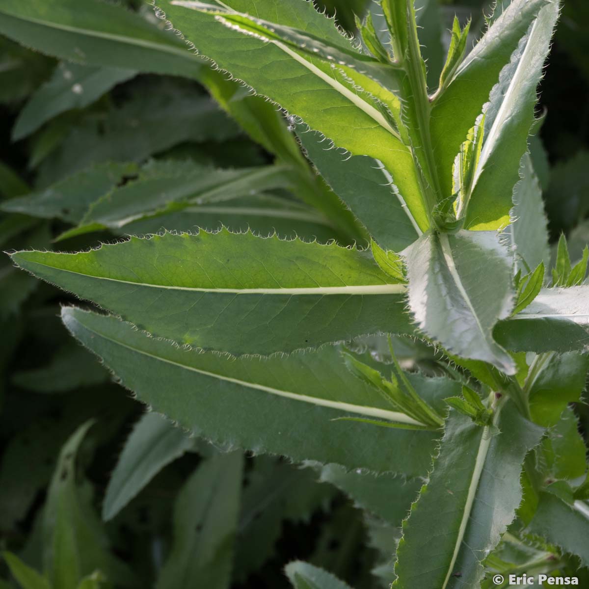 Cirse de Montpellier - Cirsium monspessulanum