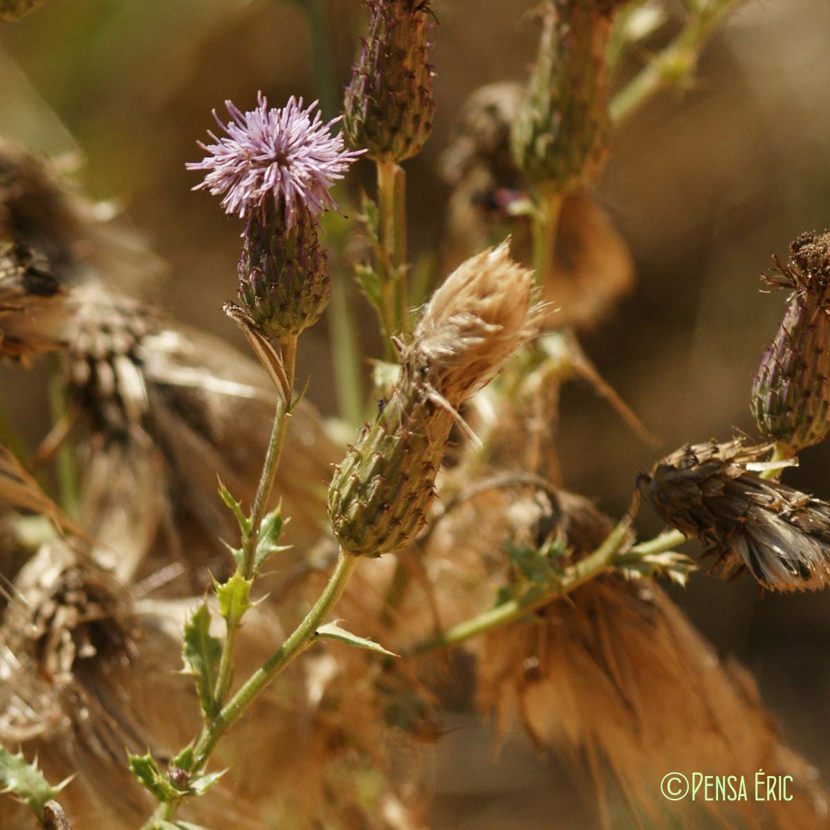 Cirse des champs - Cirsium arvense