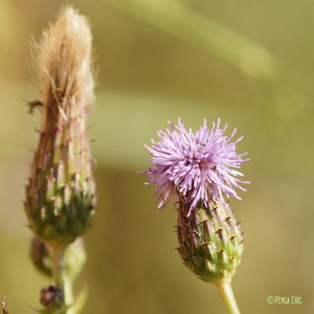 Cirse des champs - Cirsium arvense