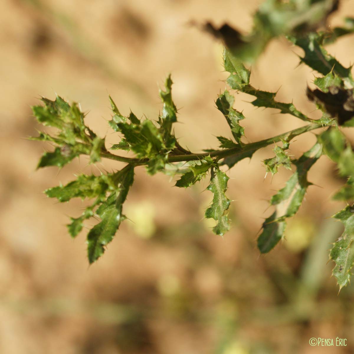 Cirse des champs - Cirsium arvense