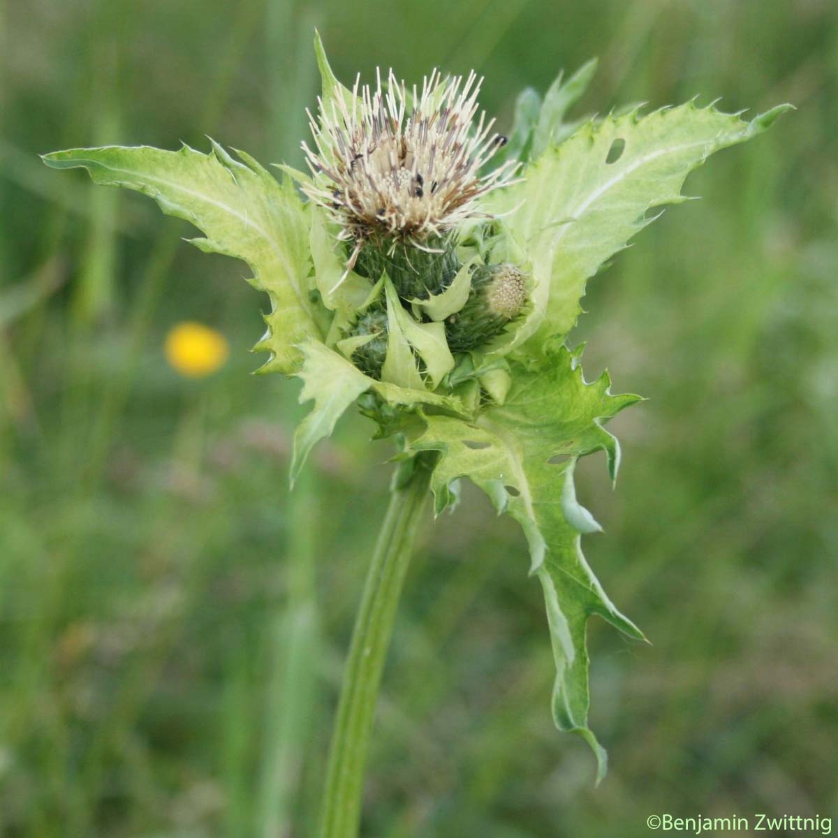 Cirse des maraichers - Cirsium oleraceum