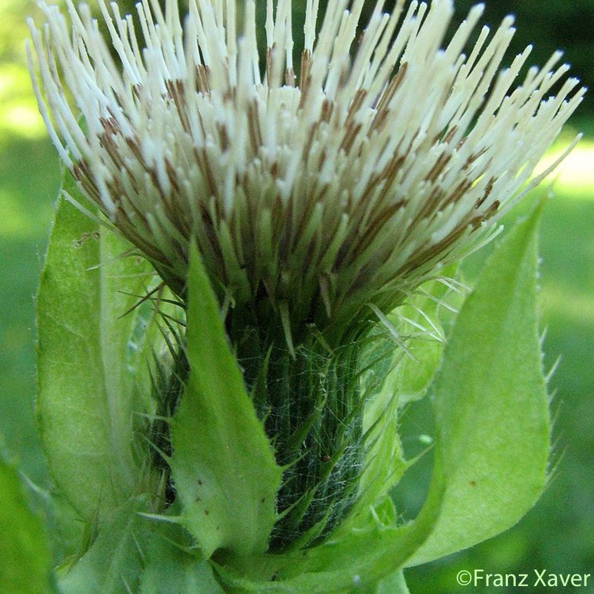 Cirse des maraichers - Cirsium oleraceum