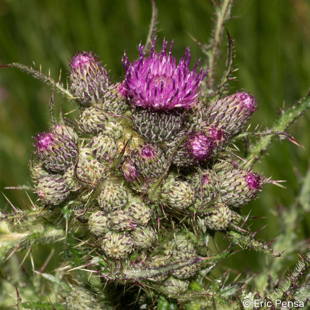 Cirse des marais - Cirsium palustre