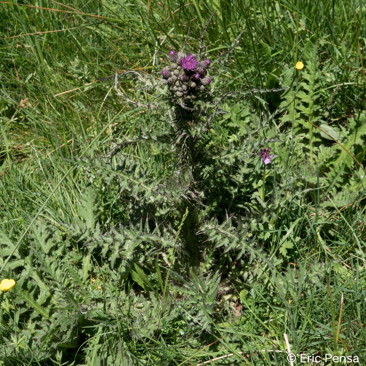 Cirse des marais - Cirsium palustre