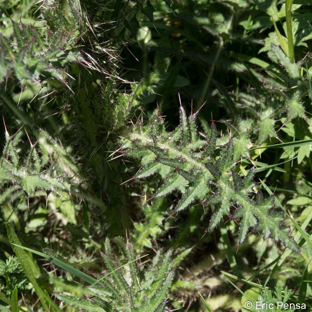 Cirse des marais - Cirsium palustre
