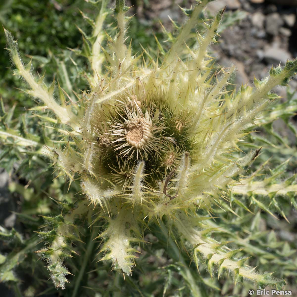 Cirse épineux - Cirsium spinosissimum