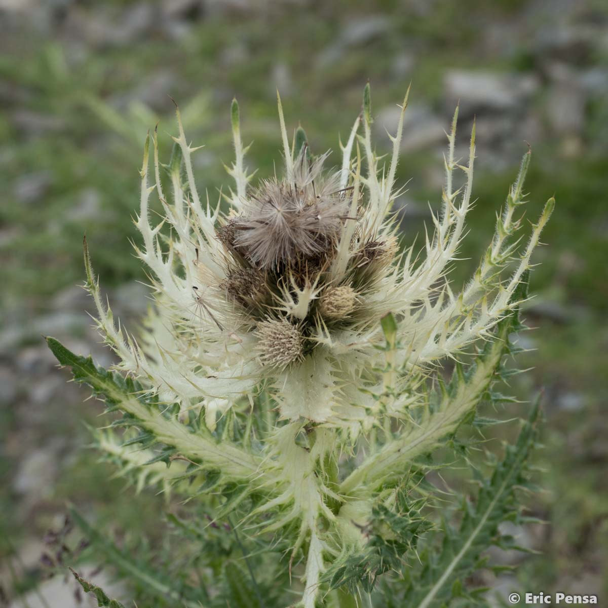 Cirse épineux - Cirsium spinosissimum