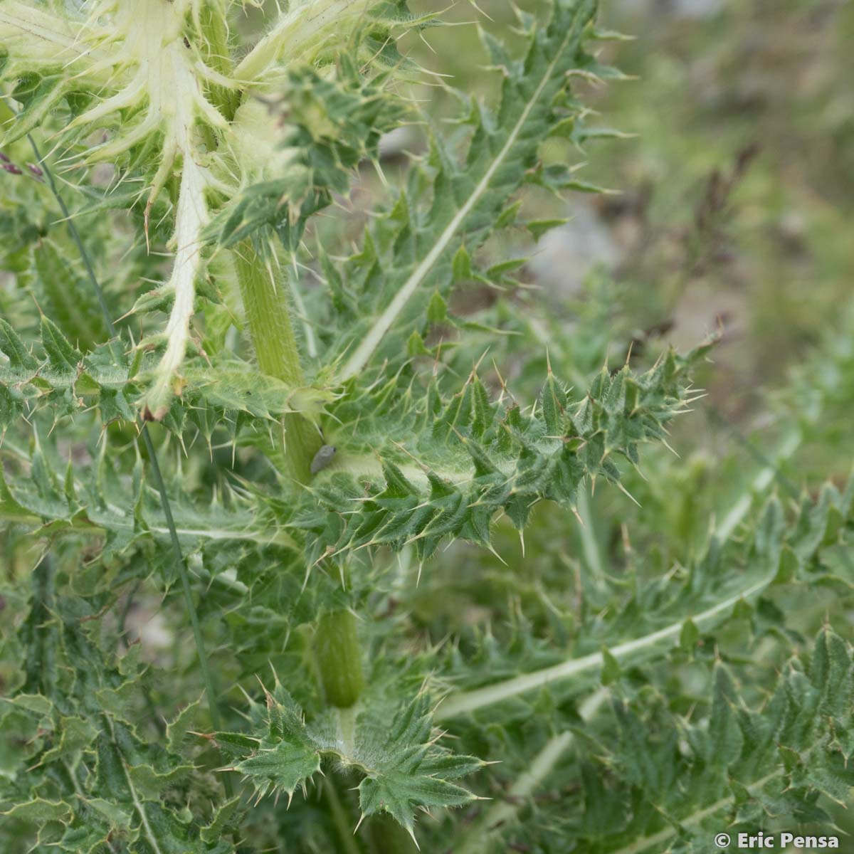 Cirse épineux - Cirsium spinosissimum