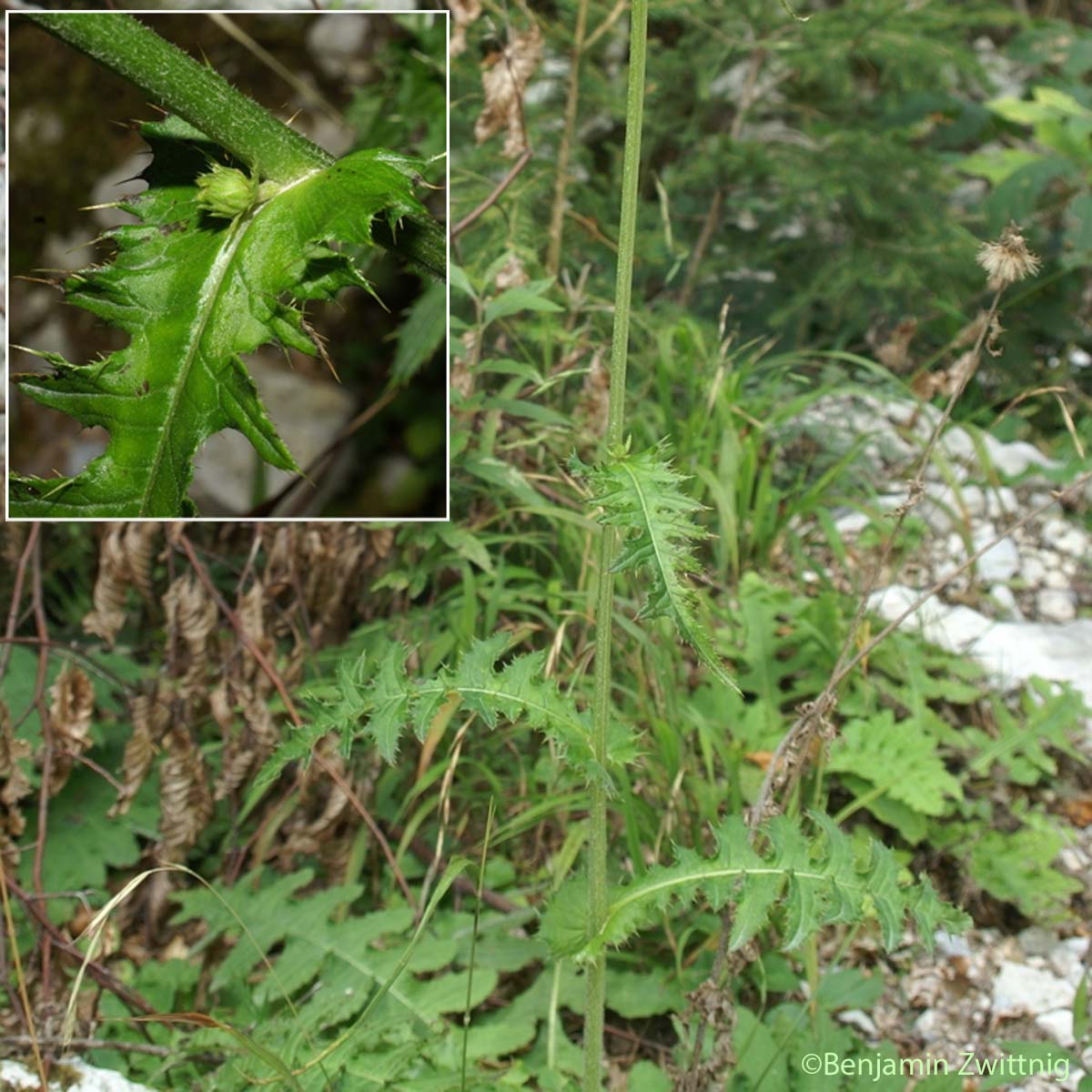 Cirse érisithale - Cirsium erisithales