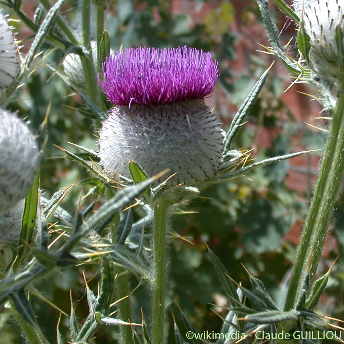 Cirse laineux  - Cirsium eriophorum