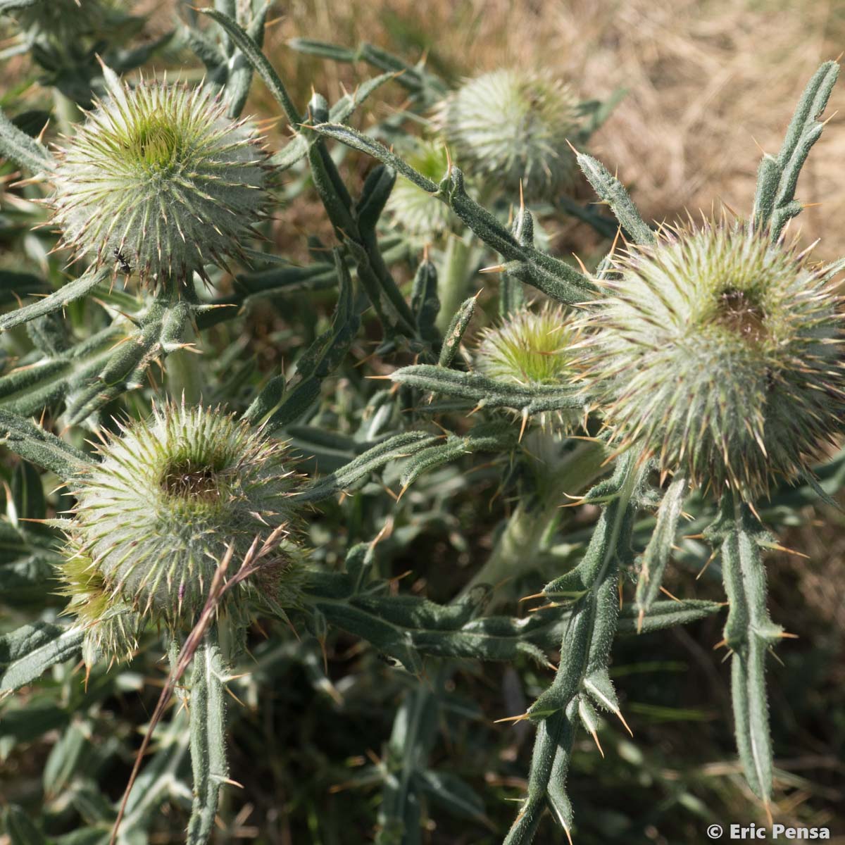 Cirse laineux  - Cirsium eriophorum