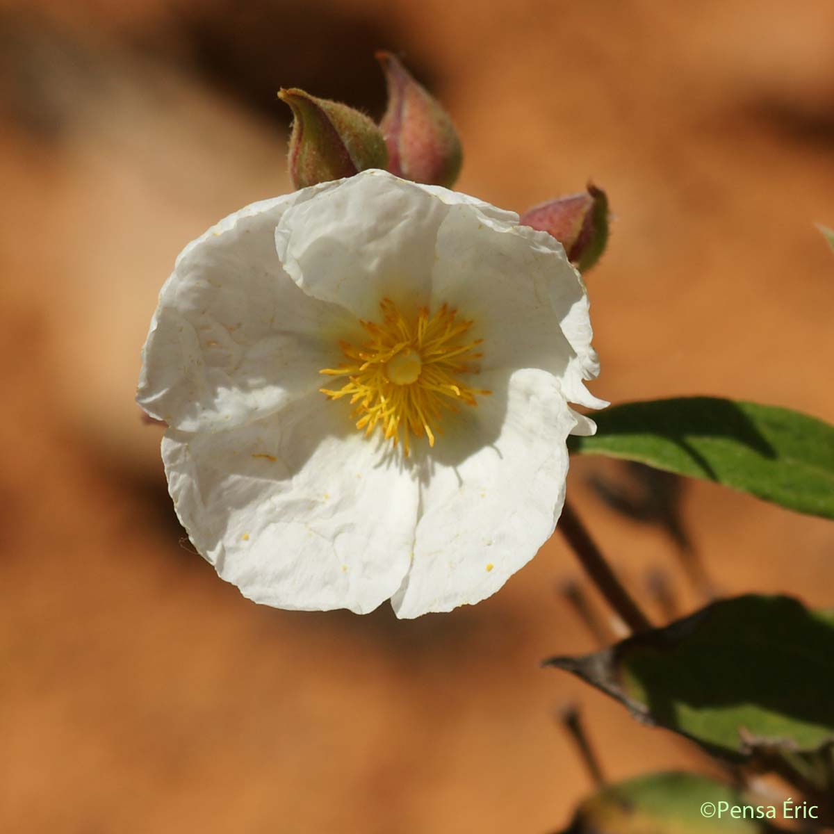 Ciste à feuilles de laurier - Cistus laurifolius subsp. laurifolius