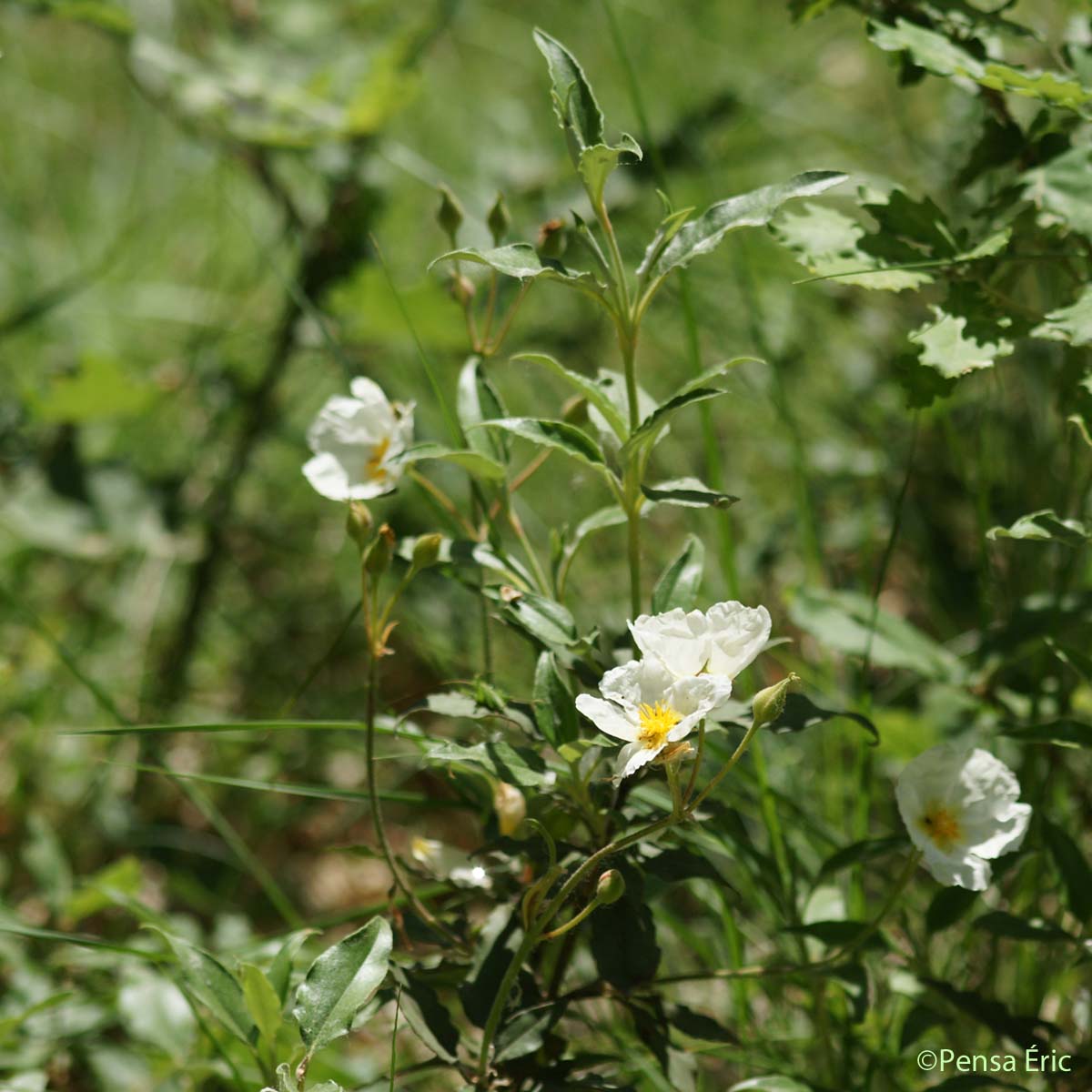 Ciste à feuilles de laurier - Cistus laurifolius subsp. laurifolius