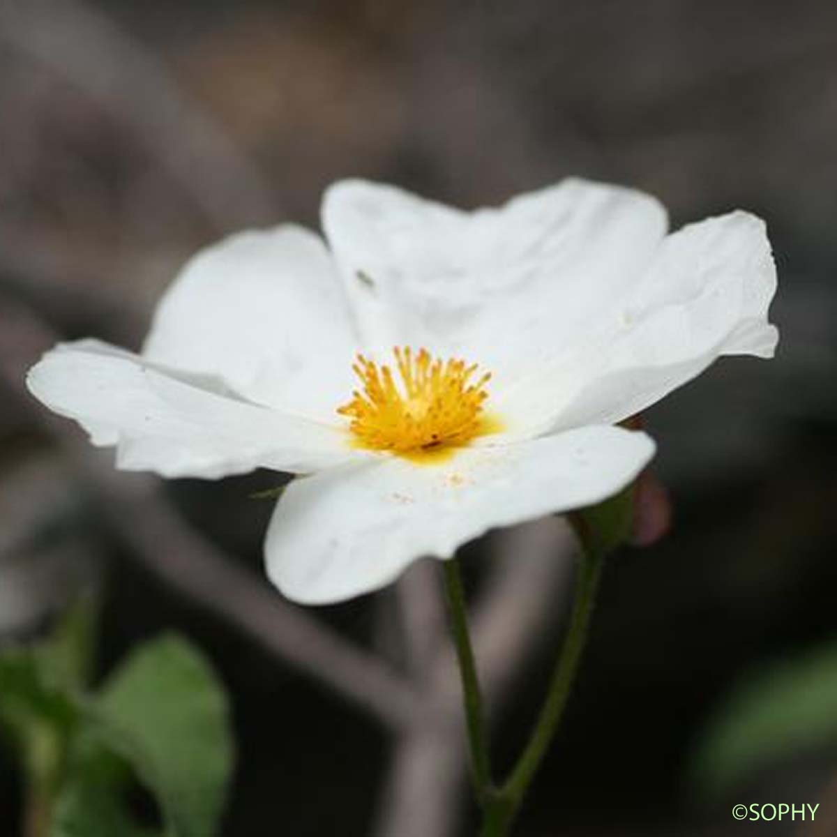 Ciste à feuilles de peuplier - Cistus populifolius