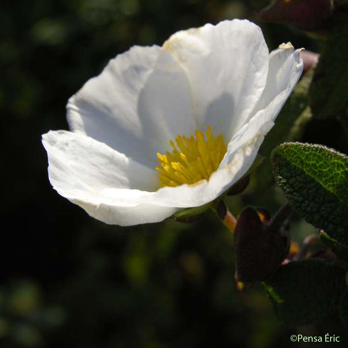 Ciste à feuilles de sauge - Cistus salviifolius