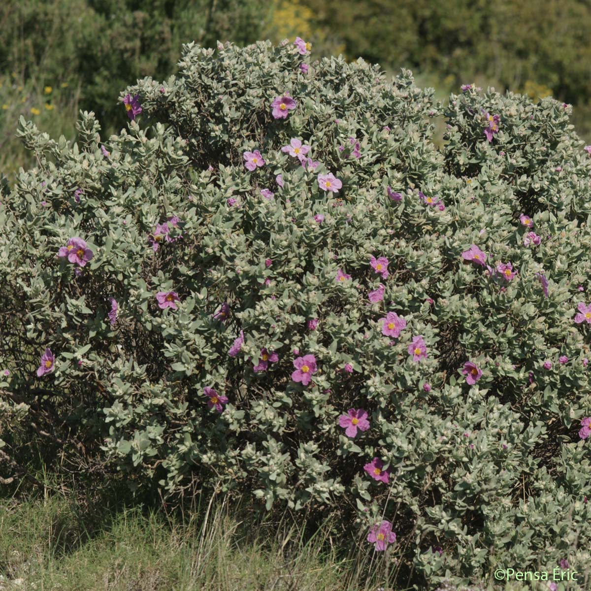 Ciste cotonneux - Cistus albidus