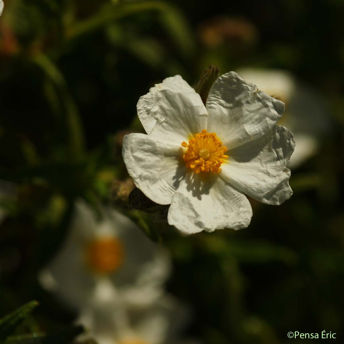 Ciste de Montpellier - Cistus monspeliensis