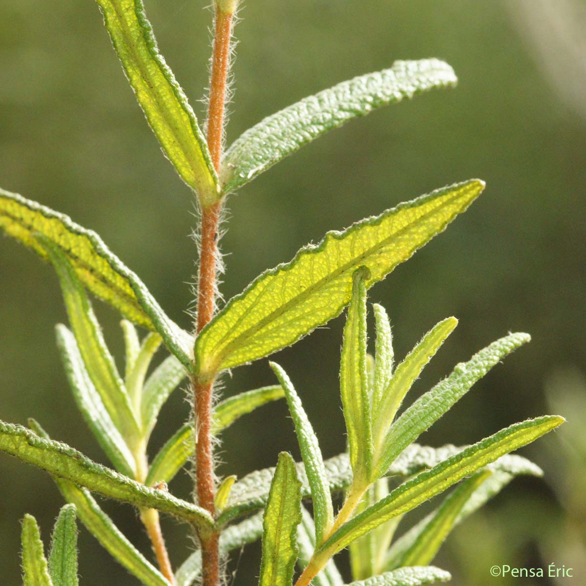 Ciste de Montpellier - Cistus monspeliensis