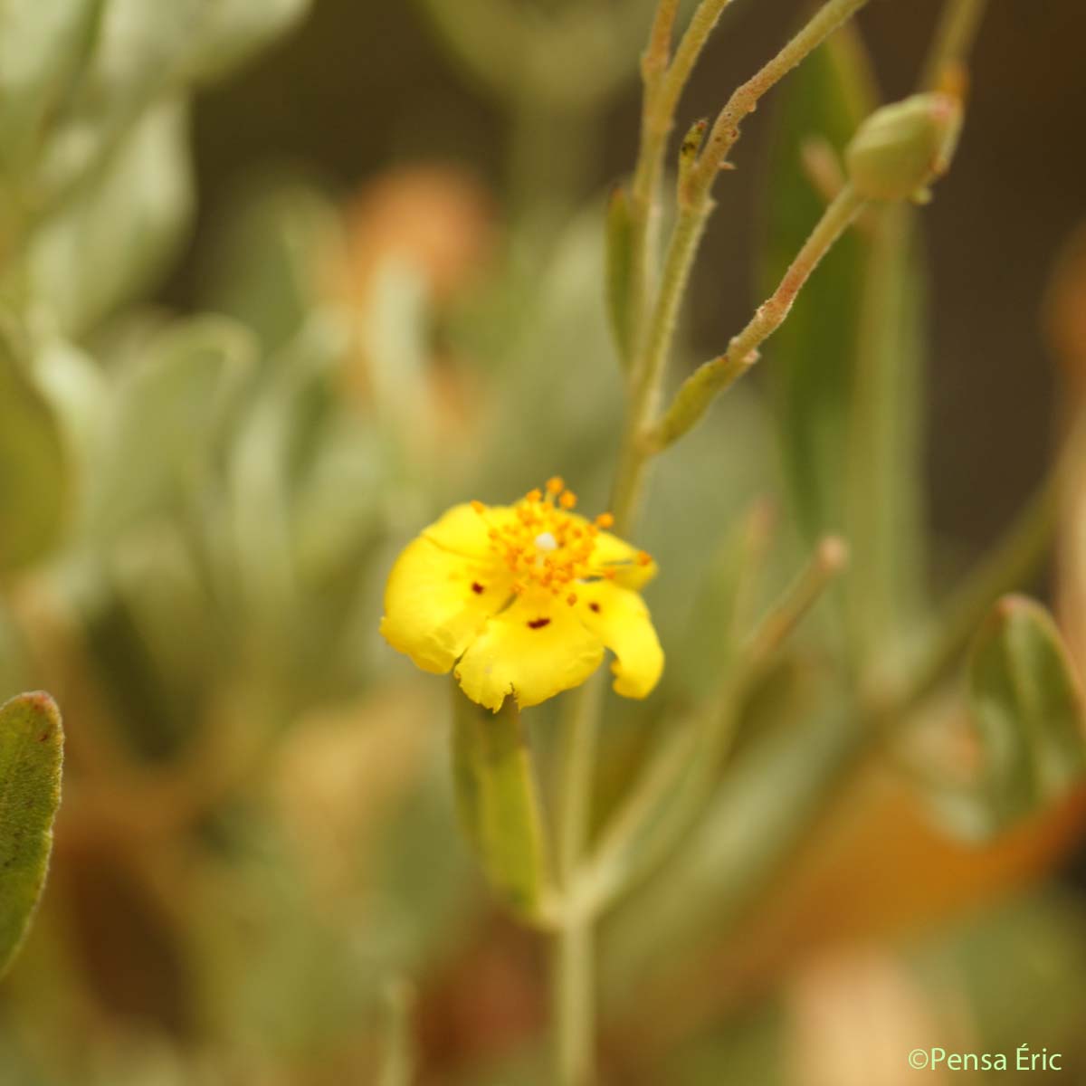 Ciste jaune - Cistus halimifolius var. halimifolius