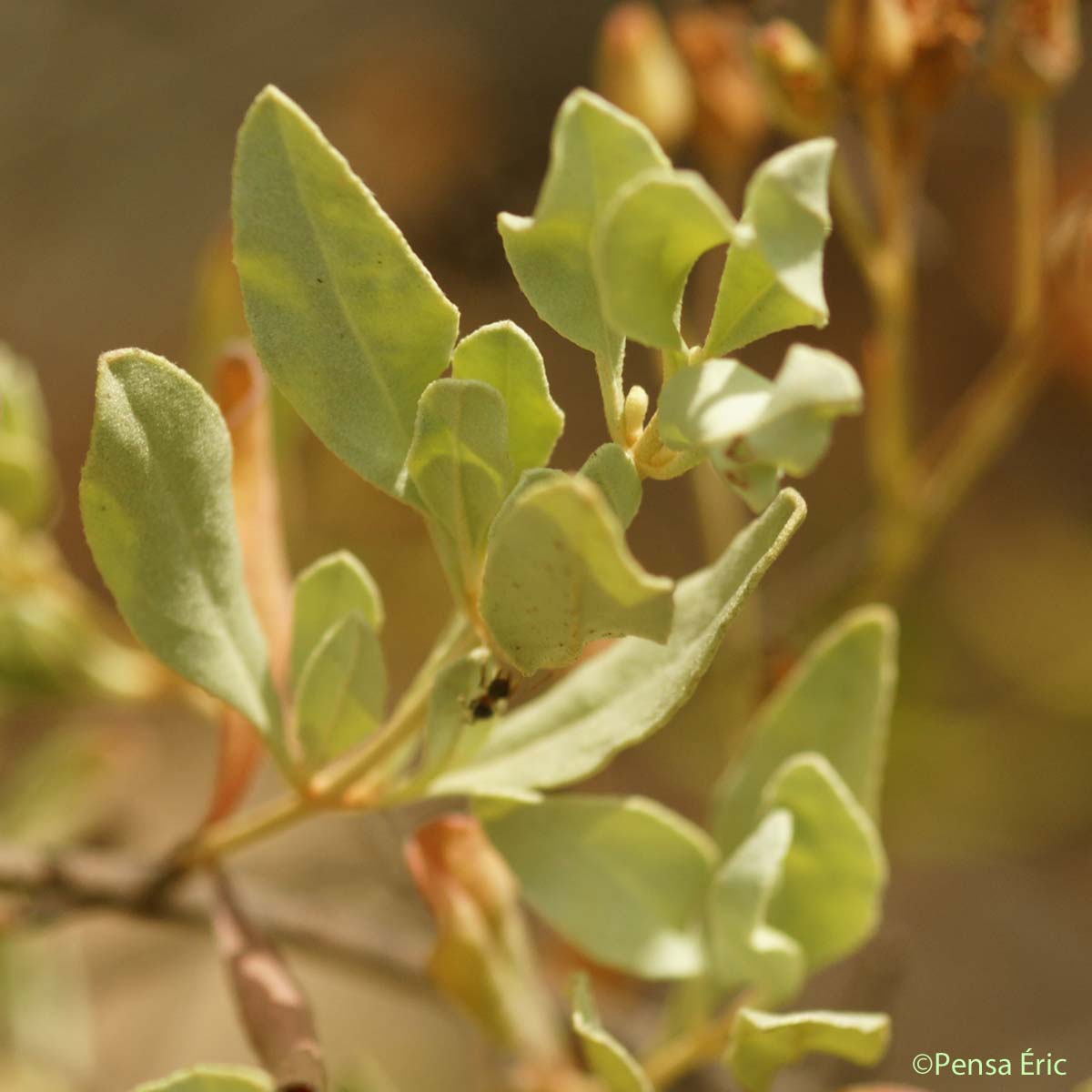 Ciste jaune - Cistus halimifolius var. halimifolius