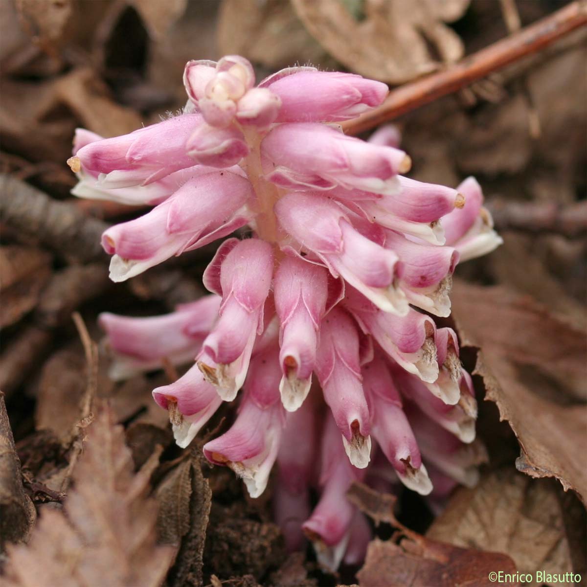 Clandestine écailleuse - Lathraea squamaria