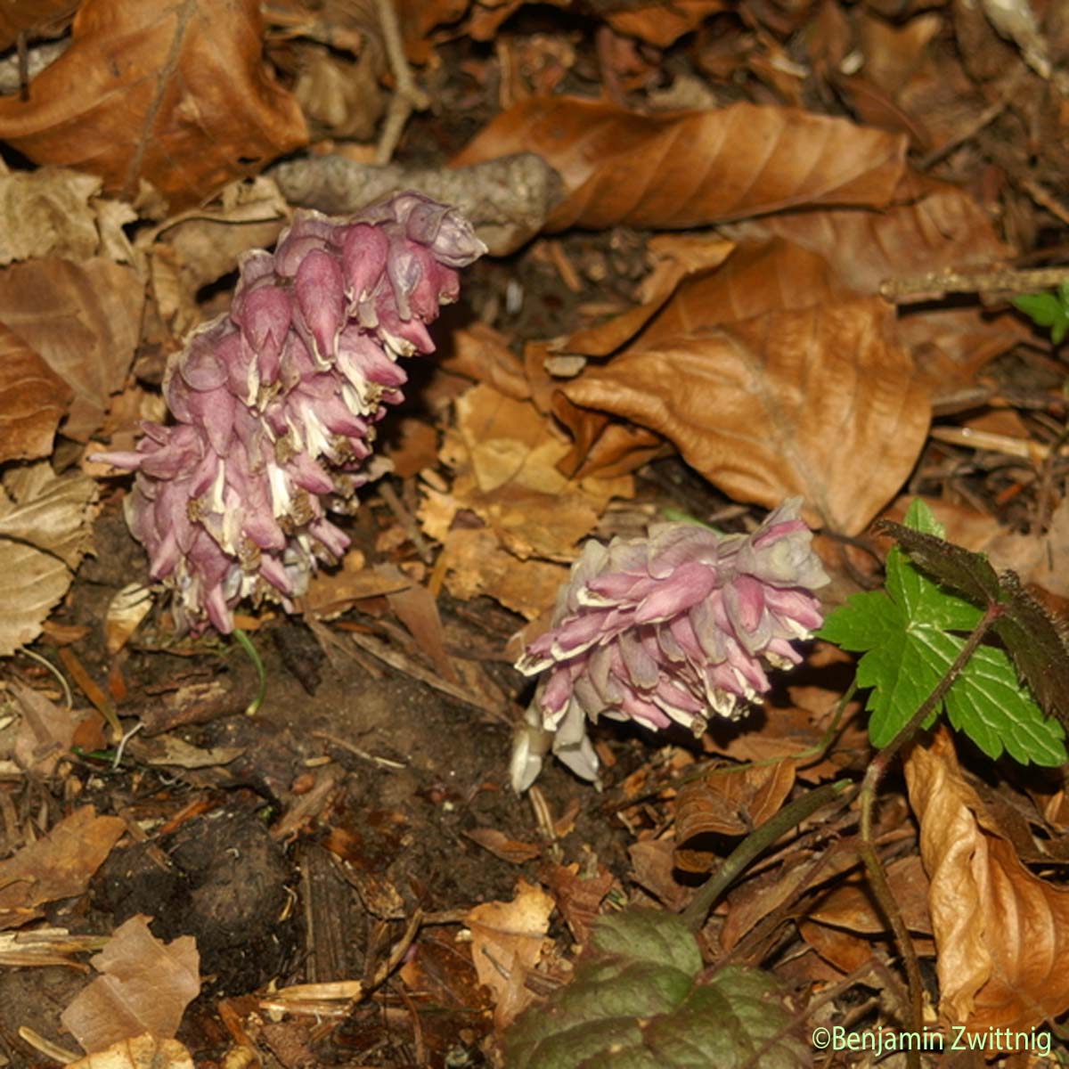 Clandestine écailleuse - Lathraea squamaria