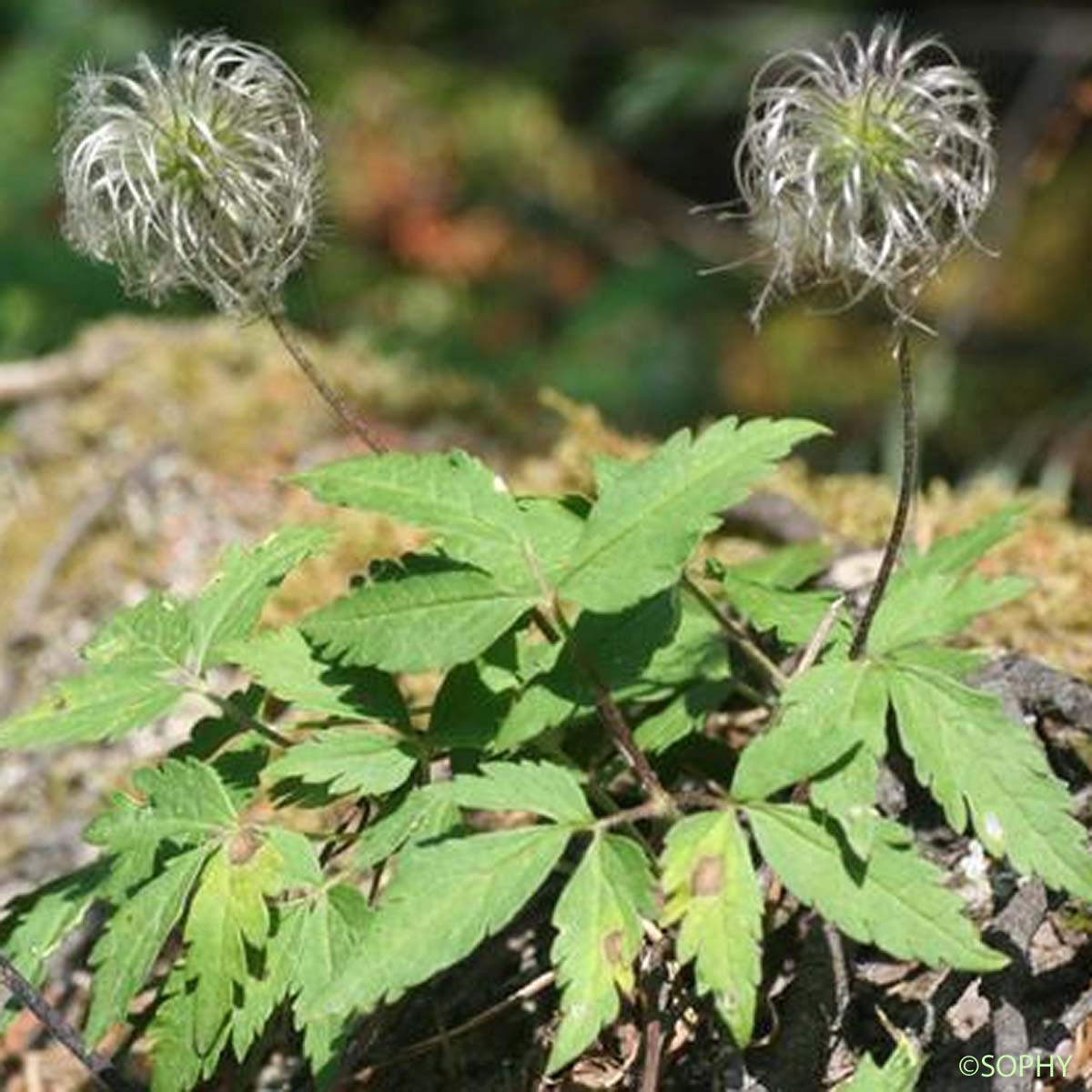 Clématite des Alpes - Clematis alpina subsp. alpina