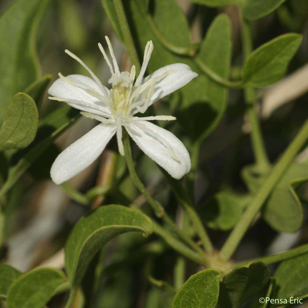 Clématite Flammette - Clematis flammula