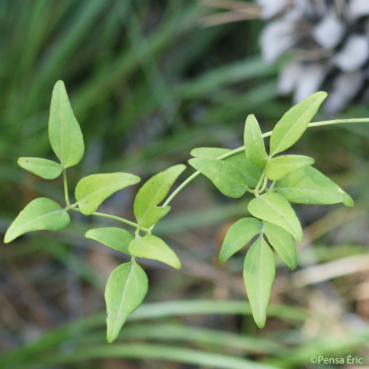 Clématite Flammette - Clematis flammula