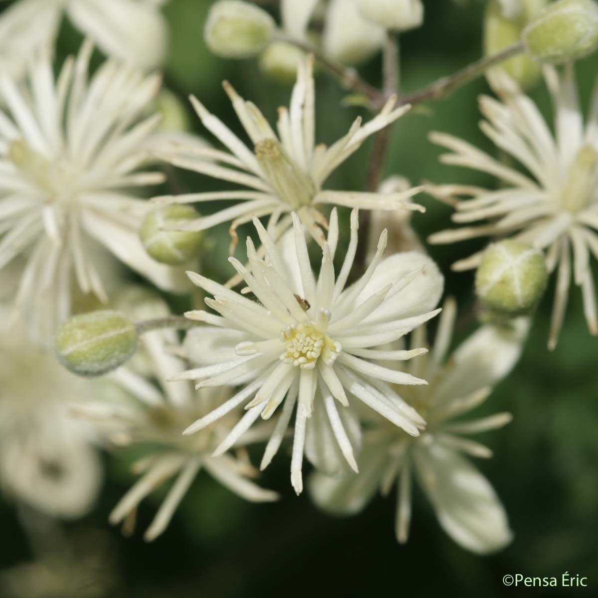 Clématite Vigne-blanche - Clematis vitalba