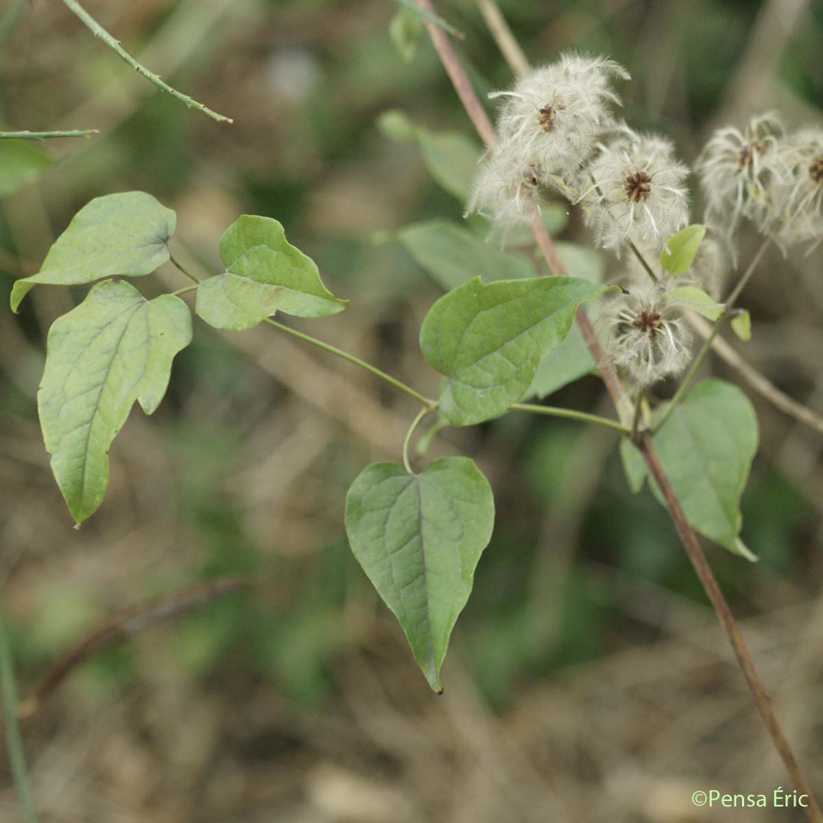 Clématite Vigne-blanche - Clematis vitalba