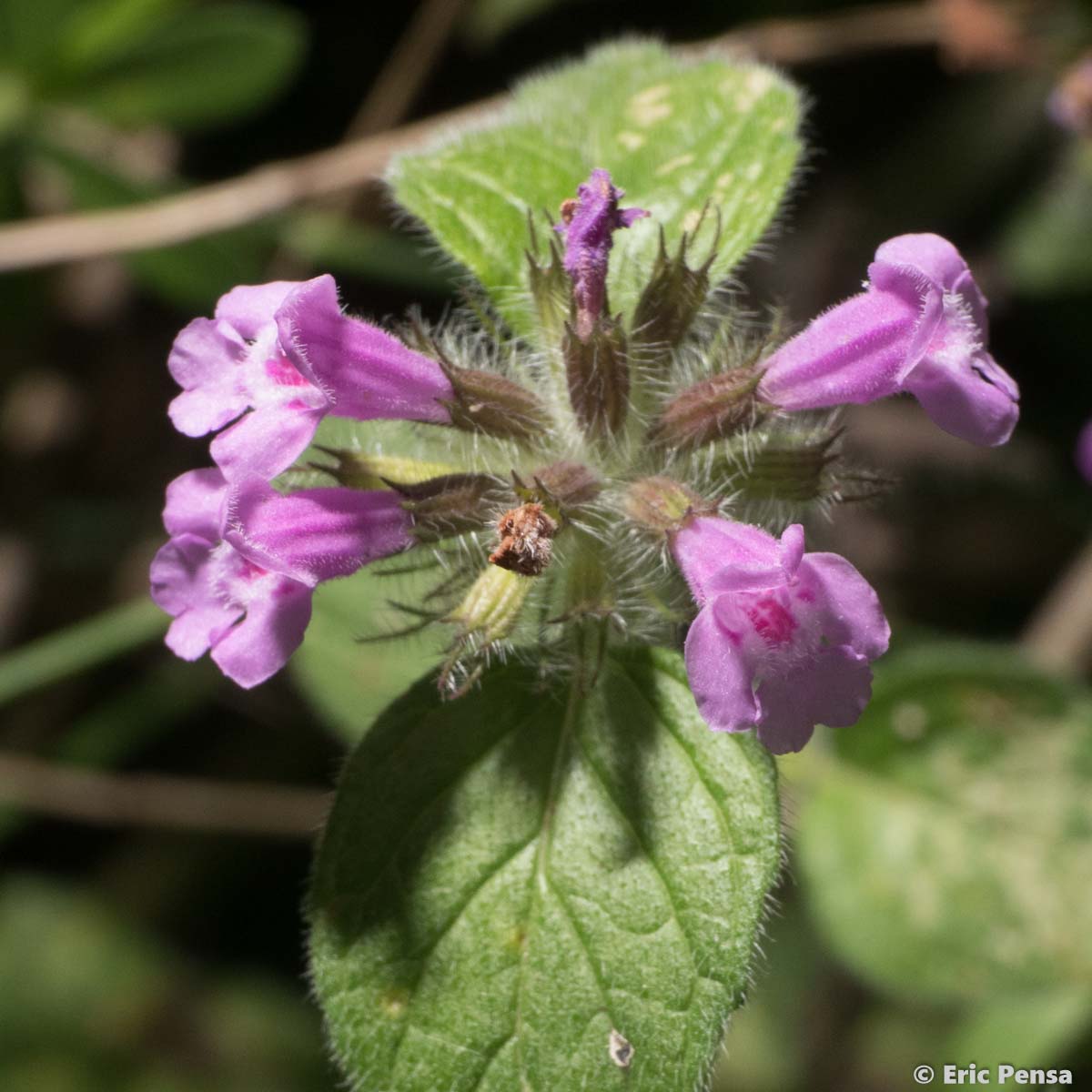 Clinopode commun - Clinopodium vulgare