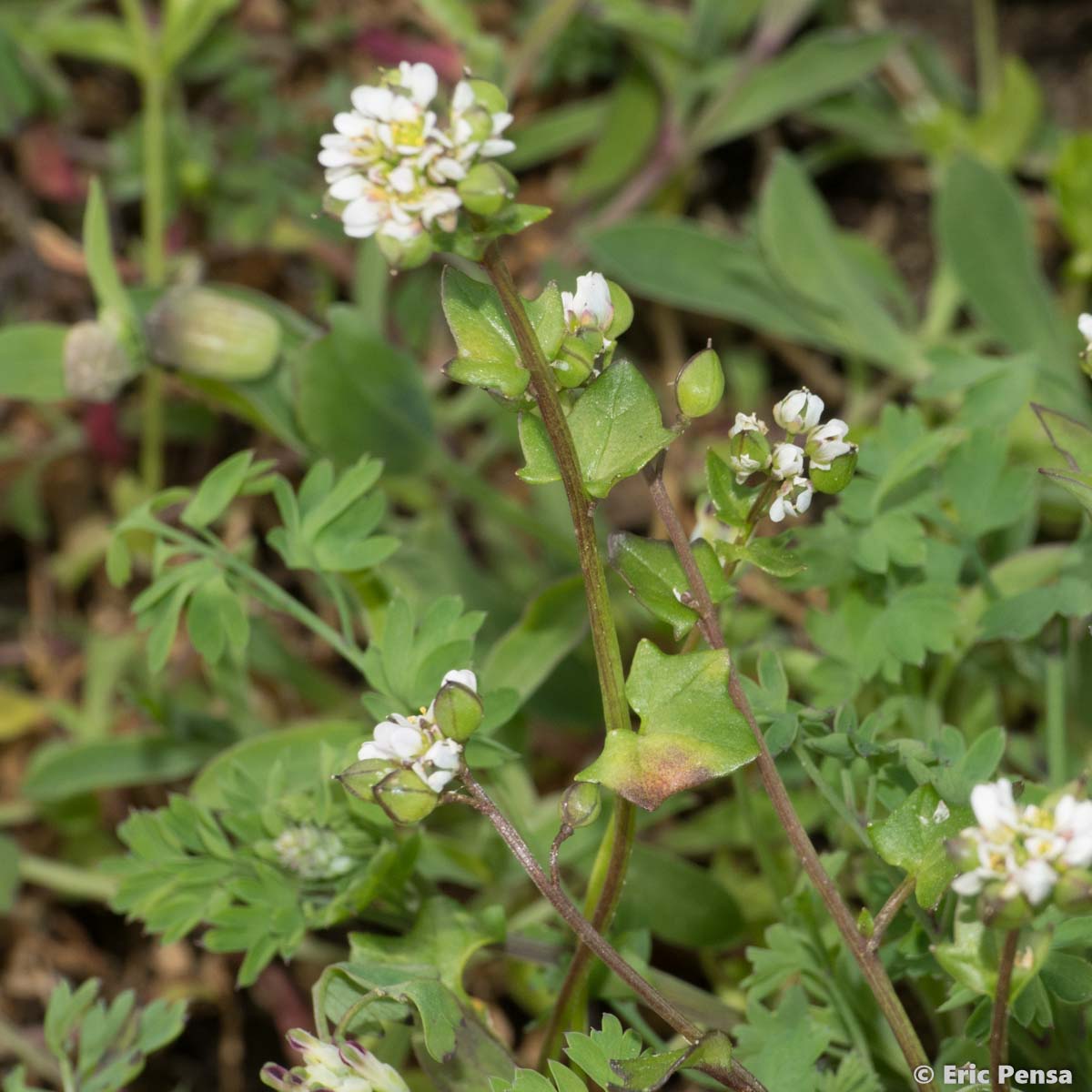 Cochléaire du Danemark - Cochlearia danica