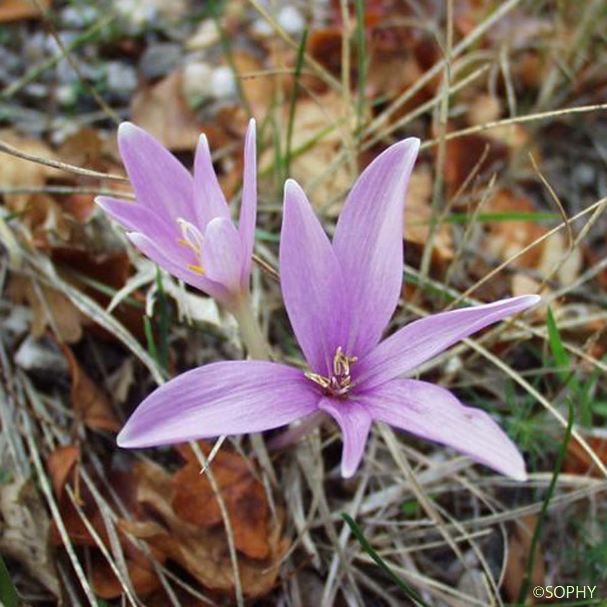 Colchique de Naples - Colchicum longifolium