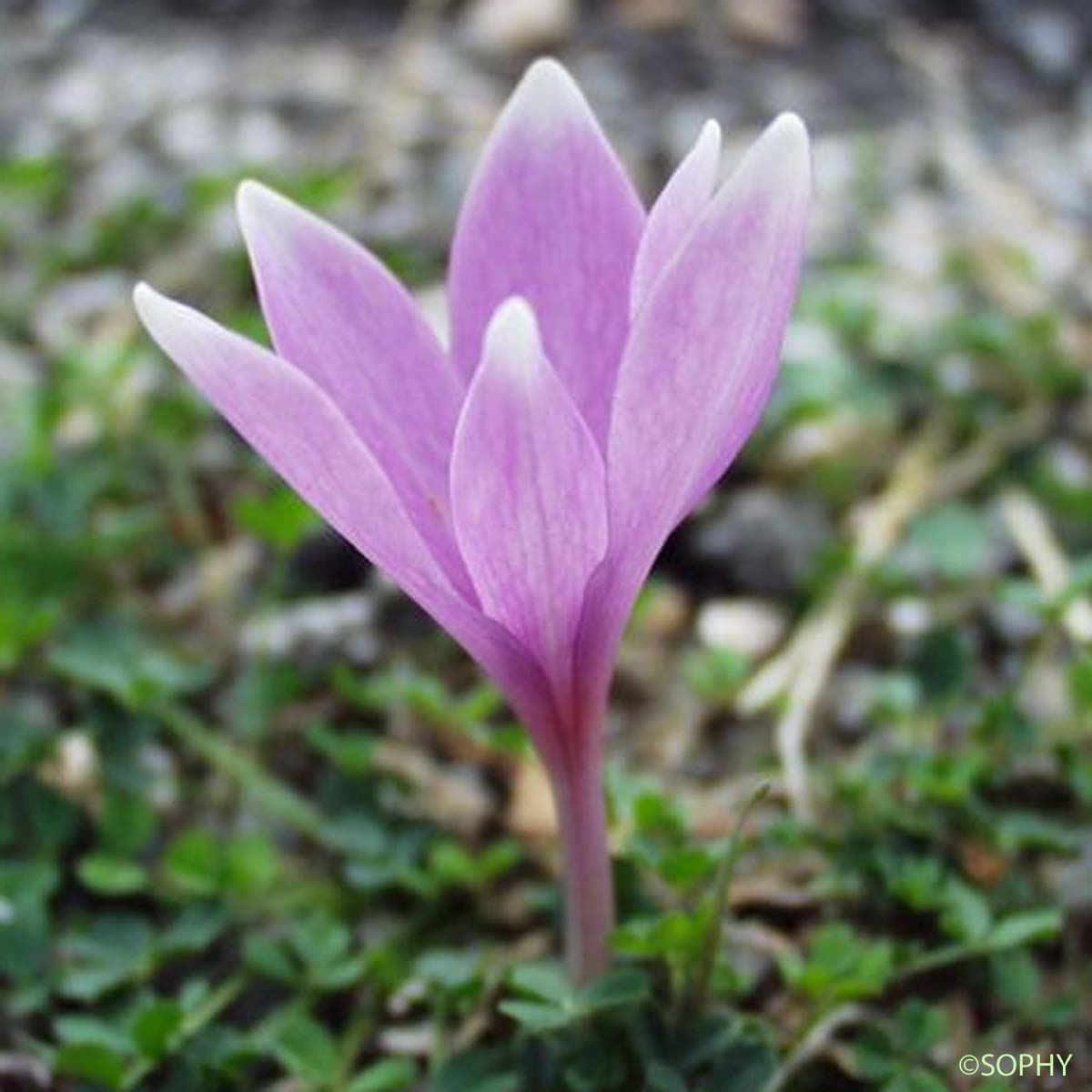 Colchique de Naples - Colchicum longifolium