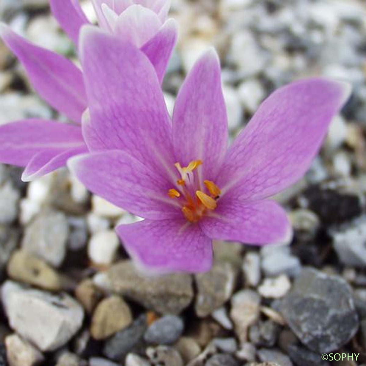 Colchique de Naples - Colchicum longifolium