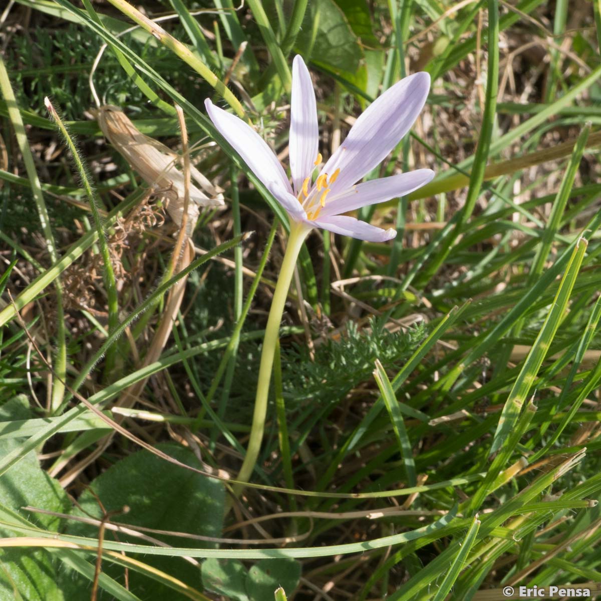 Colchique des Alpes - Colchicum alpinum