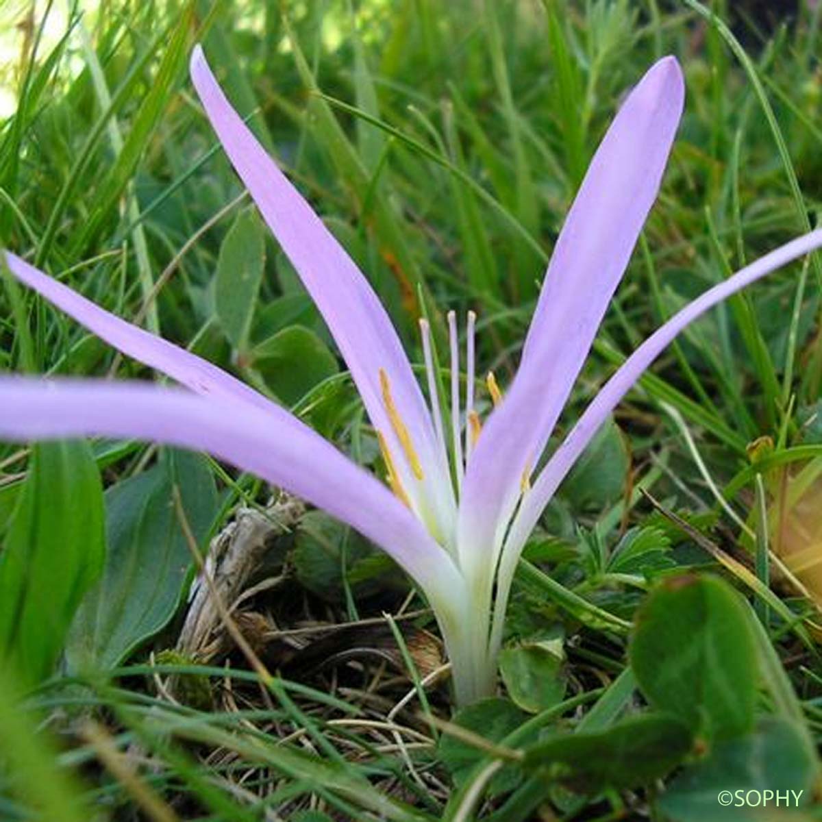 Colchique des Pyrénées - Colchicum montanum